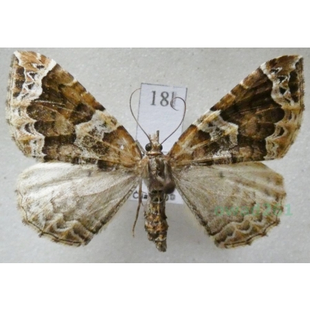 Lampropteryx suffumata (Denis & Schiffermüller, 1775) Paśnik pachniczek Czech18l